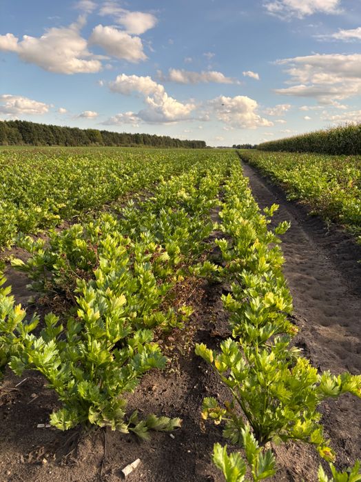 Seler korzeniowy świeży