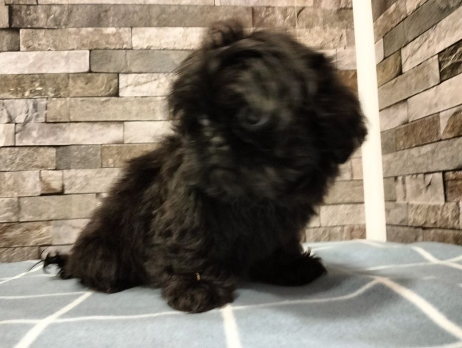Cudowna suczka  shih-tzu. Mini Czarny