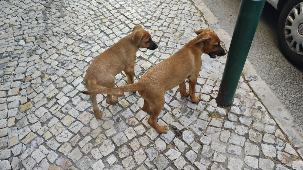 Dou dois Arrassados de Pastor Belga