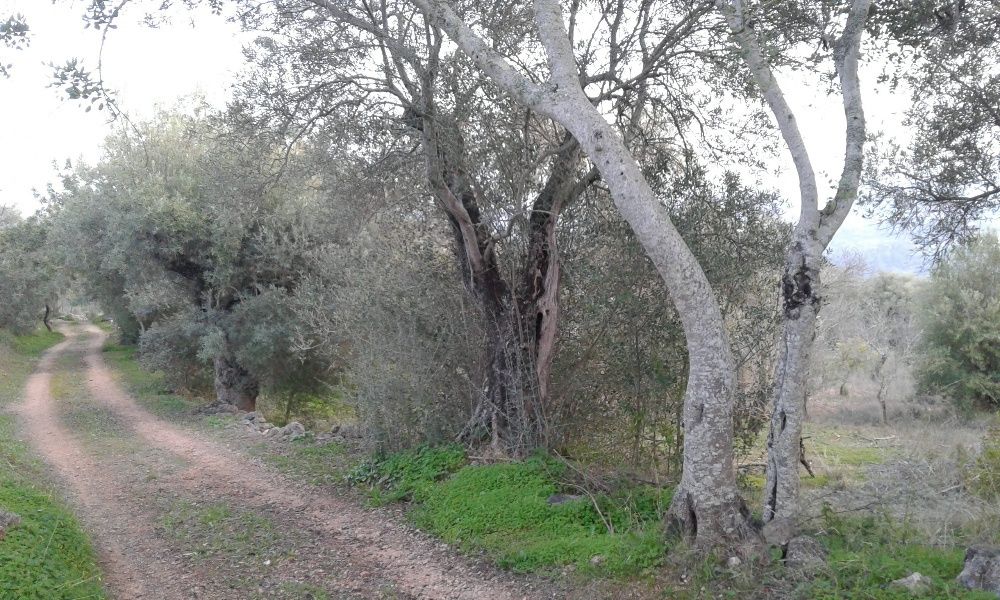 Vende-se casa e terreno