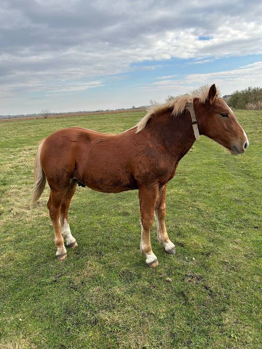 Продам лоша,7 місяців
