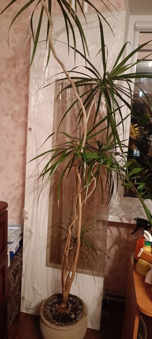 Гостиная мебель Неон