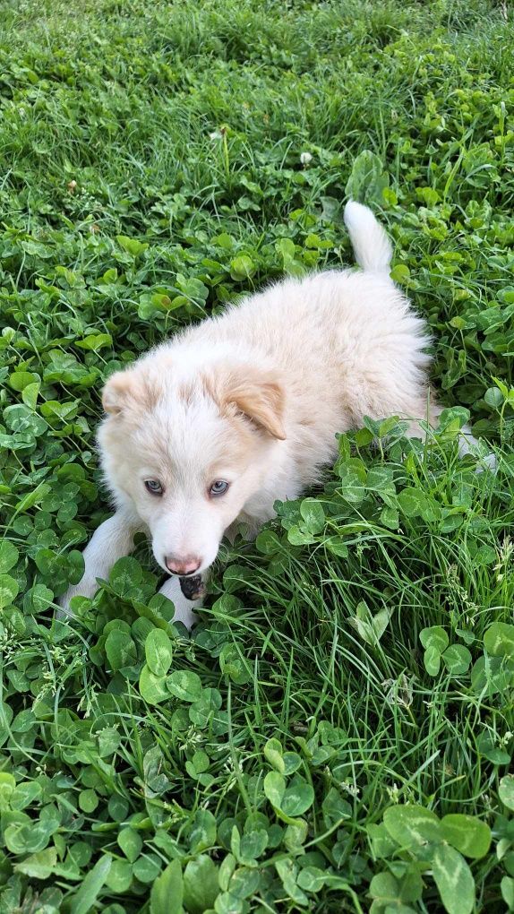 Piesek Border Collie, Ee Red