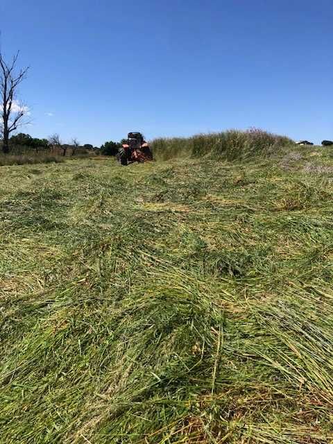Vende se feno do ano passado, de aveia e triticale  20 eur cada fardo