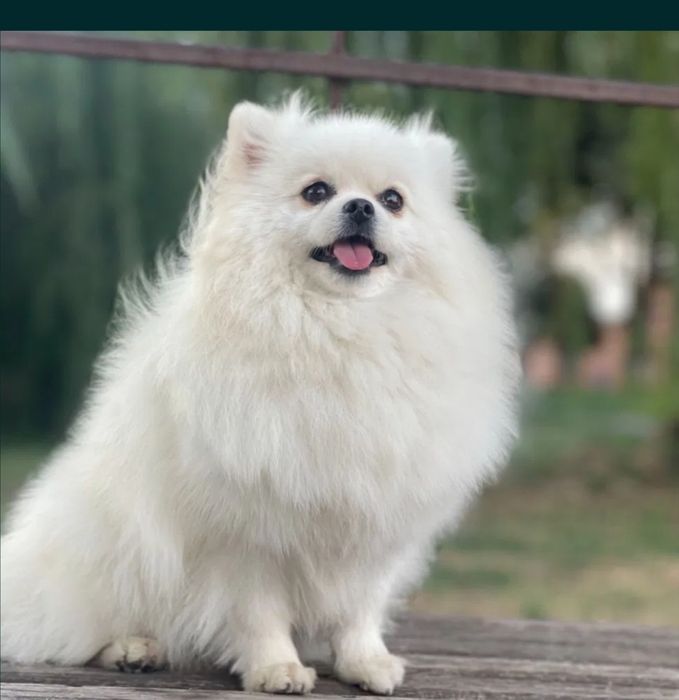 Pomeranian 100%.wiek  1 rok.