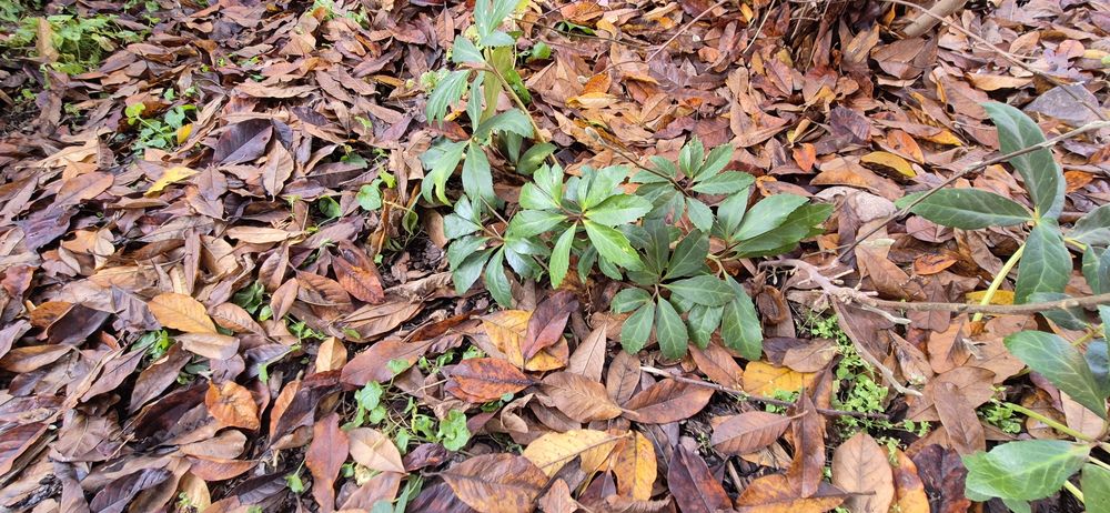 Ciemiernik biały zimowa róża
