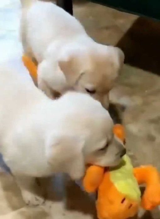 Szczeniak Labradora biszkopcik do domku