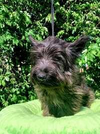 Skye Terrier szary piesek 6 mies