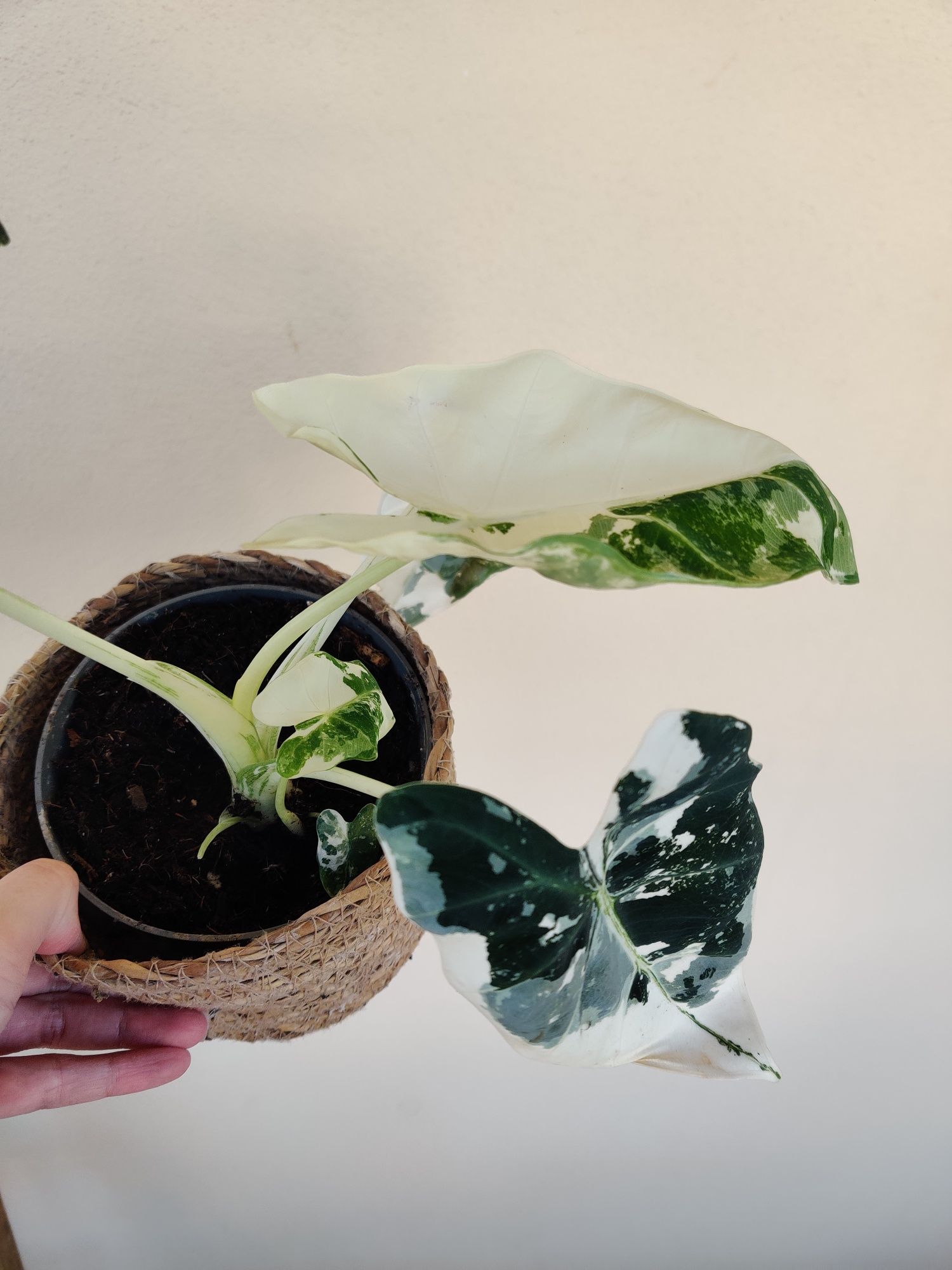 Alocasia frydek variegata