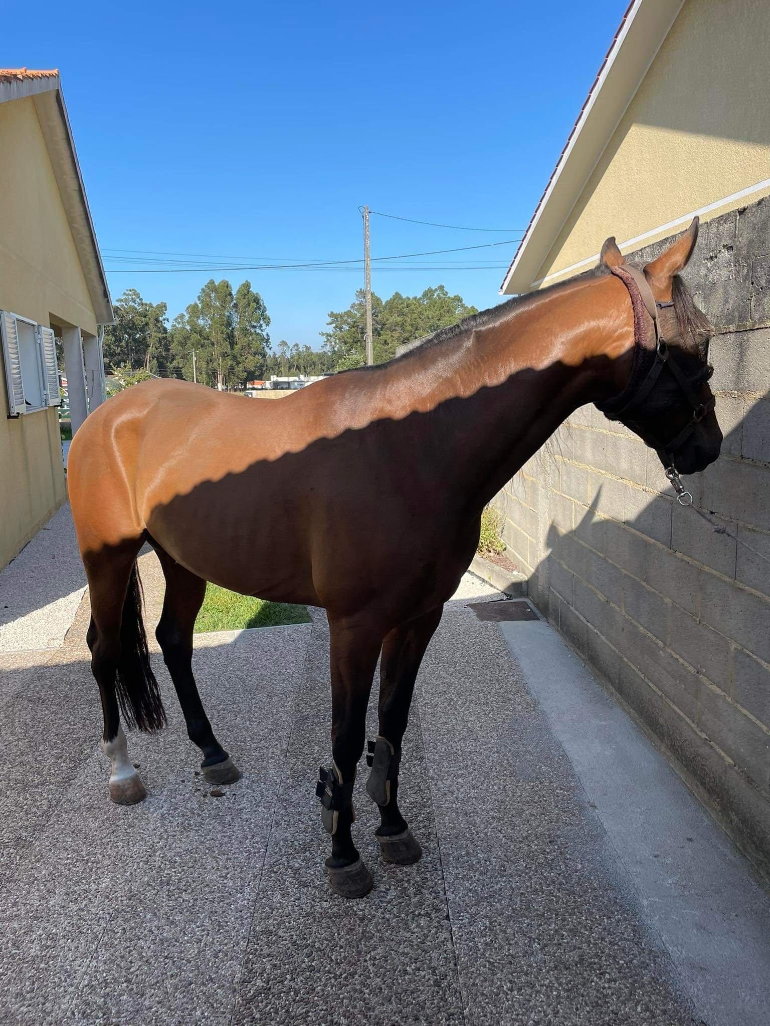 Cavalo capado, 6 anos