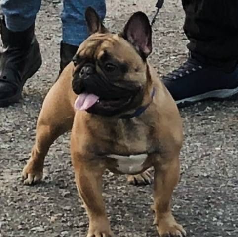 Французский бульдог вязка