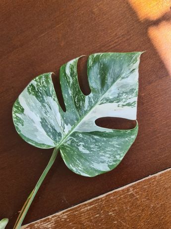 Monstera variegata Pędowka ukorzeniona
