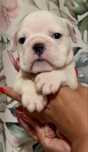 Bulldog Ingles Femea  c/Lop