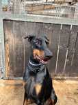 Unter - przyjazny doberman do ludzi, ale nie do innych psów