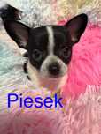 Chihuahua piesek