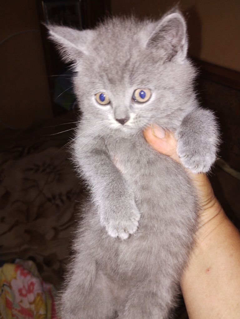 Продам кошенят британська короткошерстга