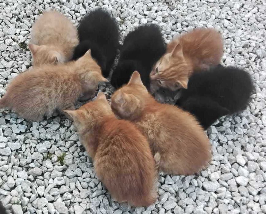 Milutkie kociaczki czekają na przytulenie :)