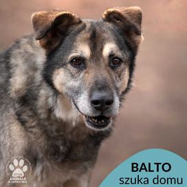 Balto szuka spokojnego domu na jesień życia. OTOZ Animals Ciapkowo.