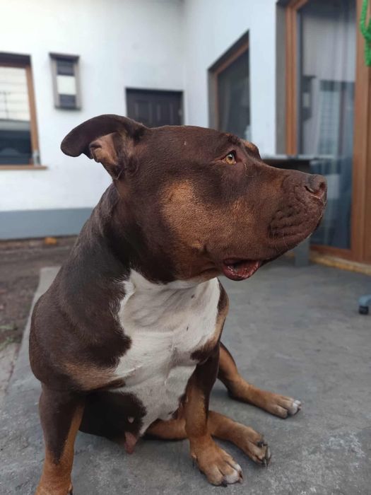 American bully XL suka