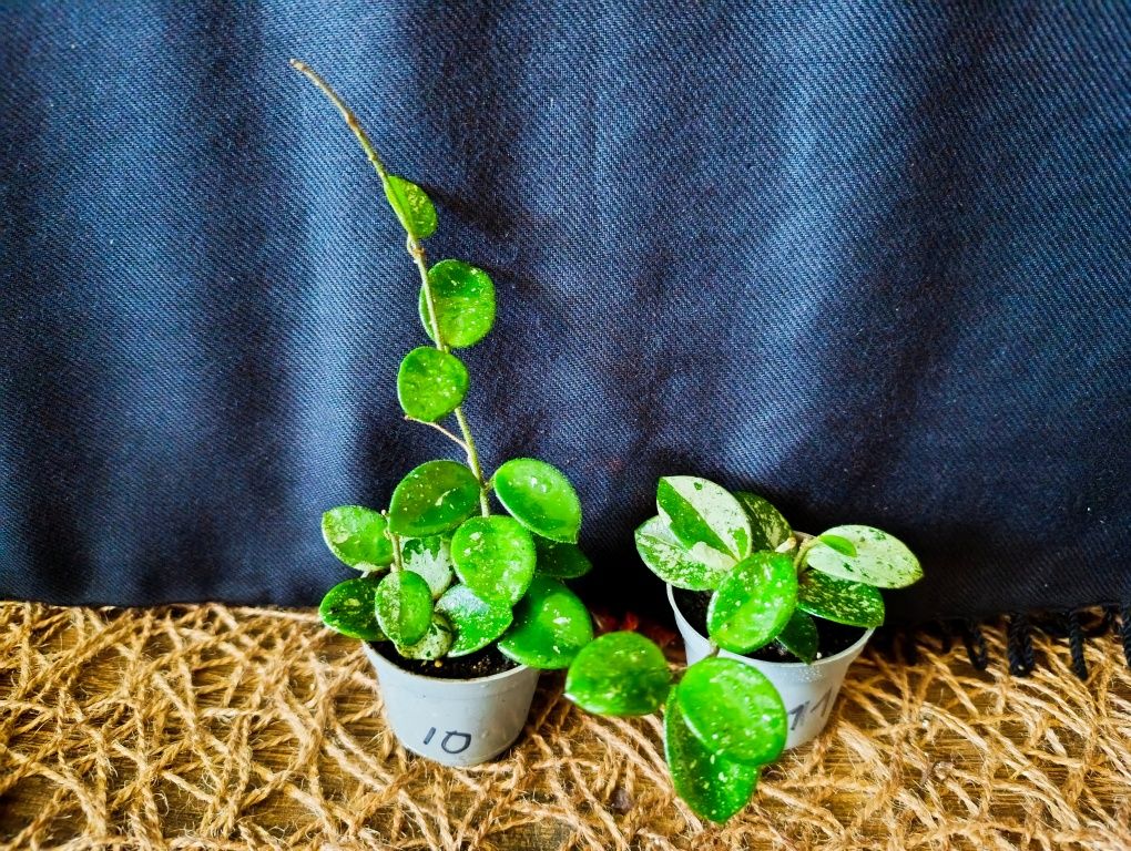 Hoya Mathilde Splash