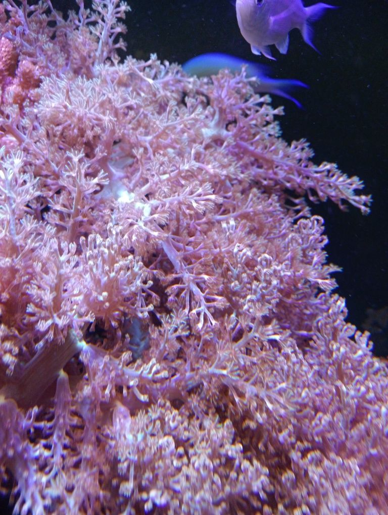 Frags de corais bonitos xenias