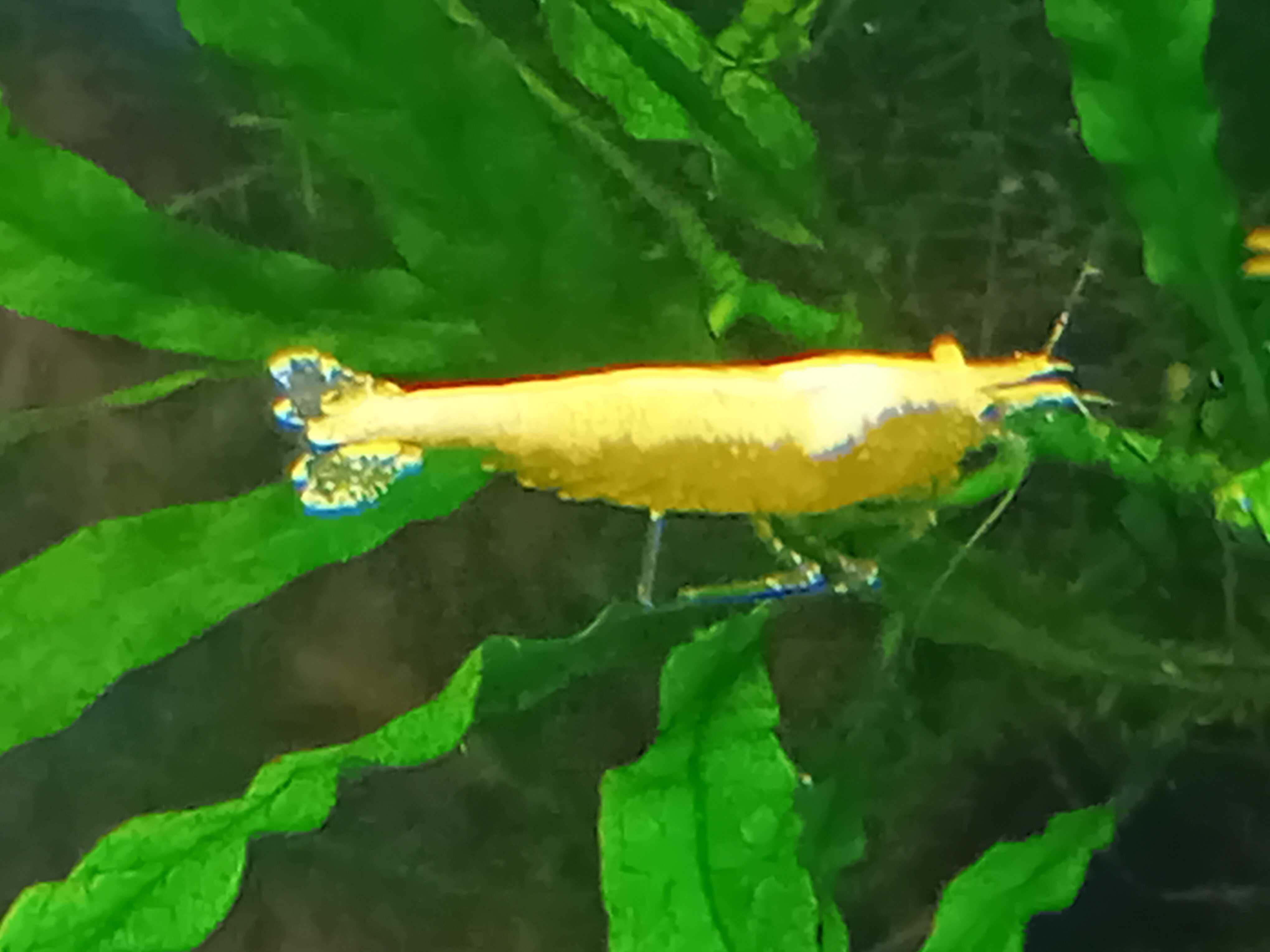 Krewetka Neocaridina heteropoda "Yellow Neon "
