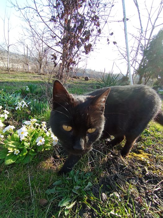 Чорна маленька кицька