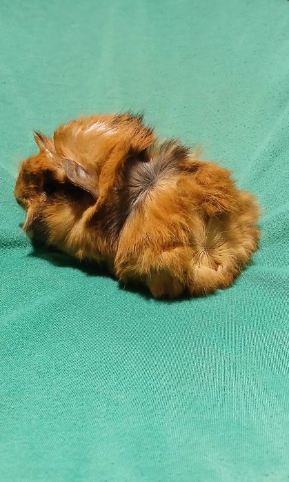 Морська свинка ,розетка.