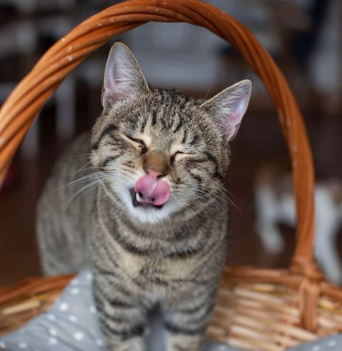 Тигровый котенок подросток бесплатно