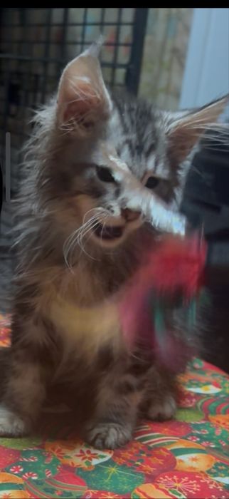 maine coon disponivel para entrega imediata.