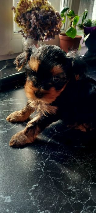 Цуценята Йоркширський тер'єр