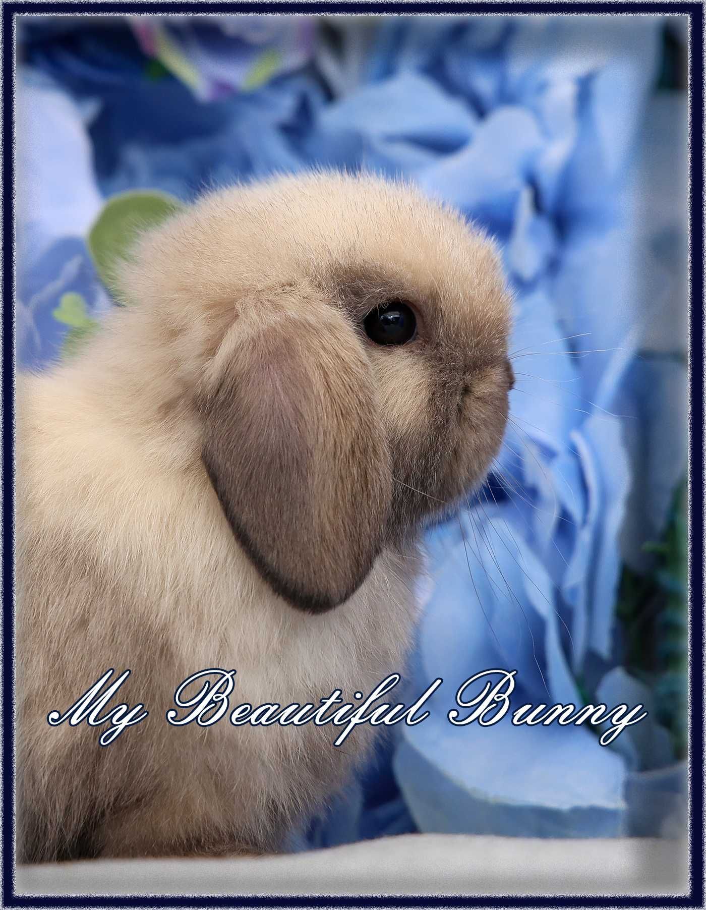 Piękny Młody Królik Mini Lop - Cream