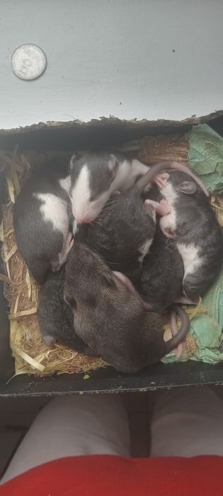 Декоративні щуренята