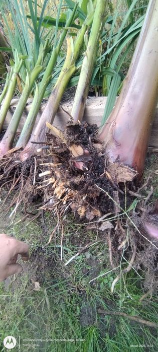 Musa basjoo - banan japoński. Może zimować w ogrodzie.