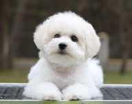 Bichon Frise Nuvola Bianca ZKwP FCI rodowód