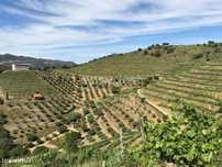 Magnifica Quinta com vinha e Olival situada em Mós Vila Nova Foz Côa
