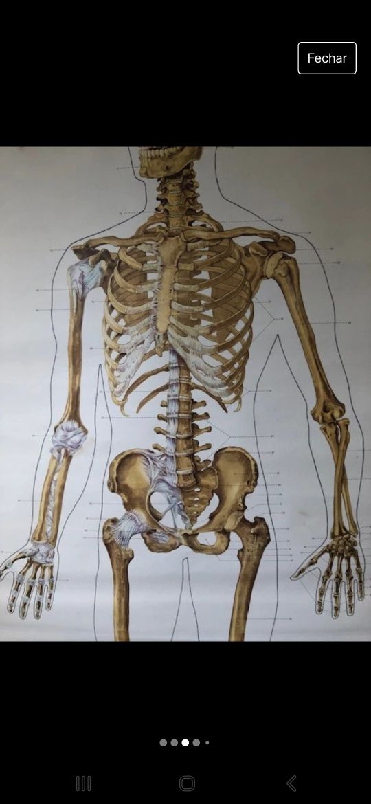 2 mapas esqueleto humano vintage