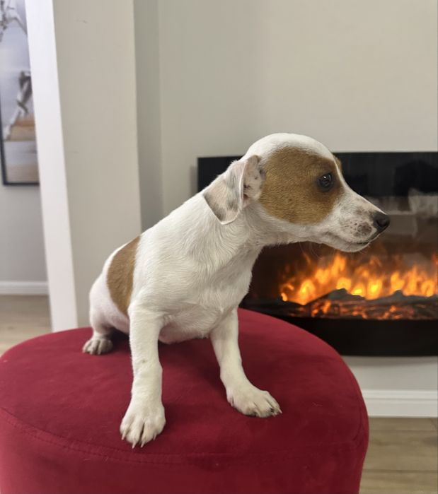 Piesek Jack Russell Terrier z Rodowodem