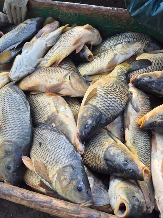 Karp handlowy/zarybieniowy pełnołuski