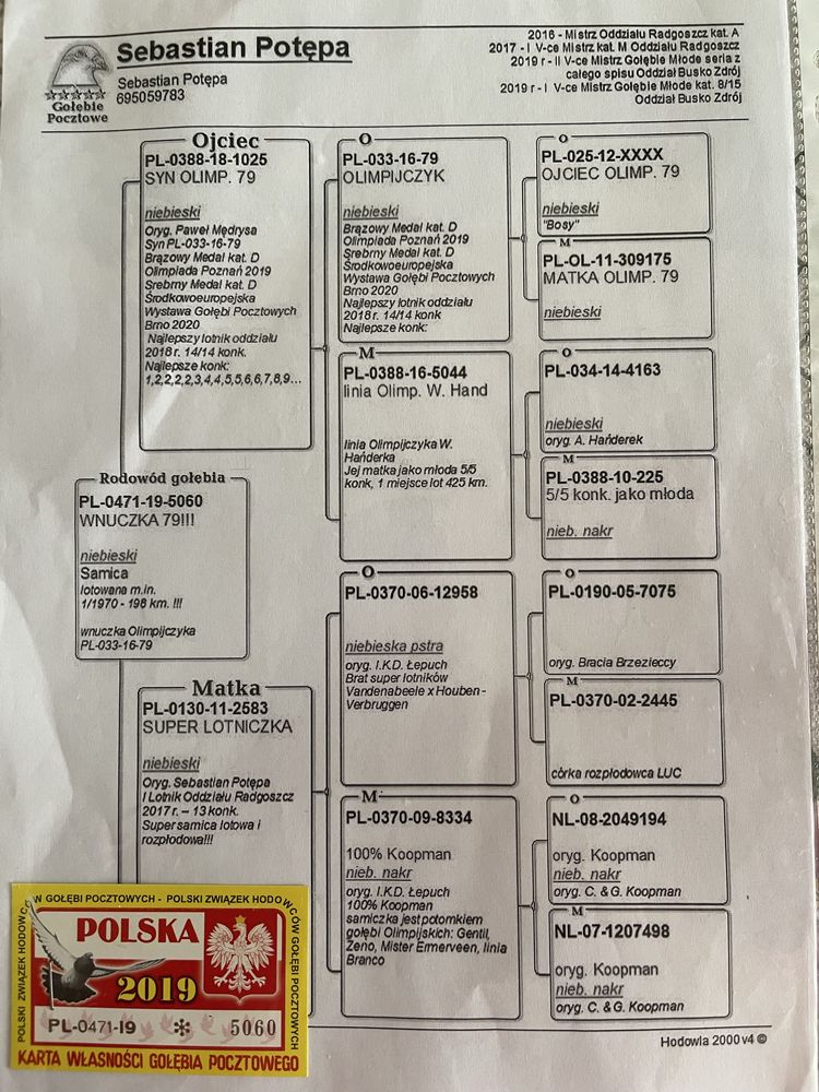 Gołębie pocztowe młode i stare