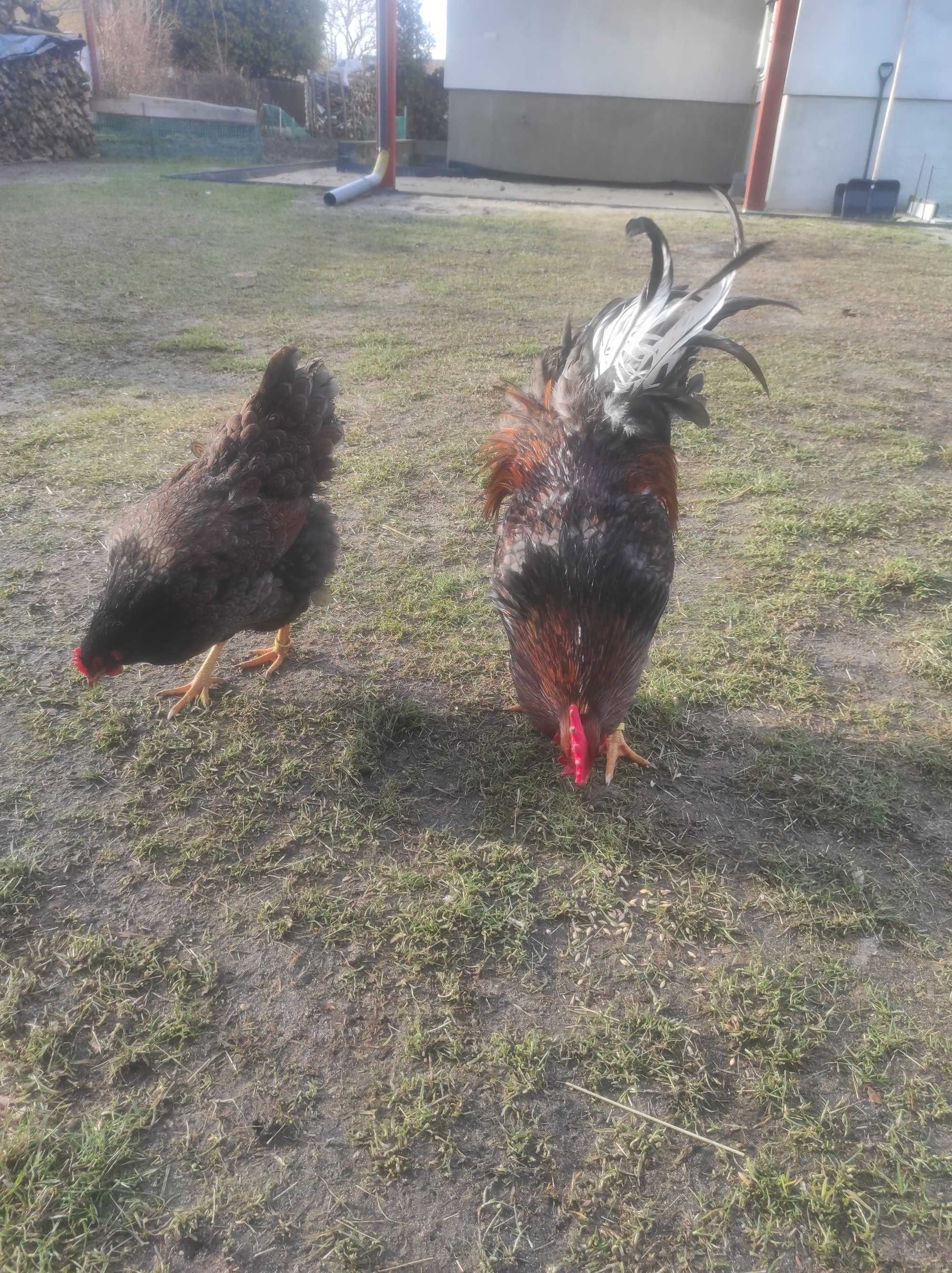 Kura i kogut Barnevelder zlotoluskany na niebieskim podbiciu