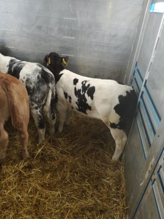 Jałówki Byczki polskie GLINOJECK