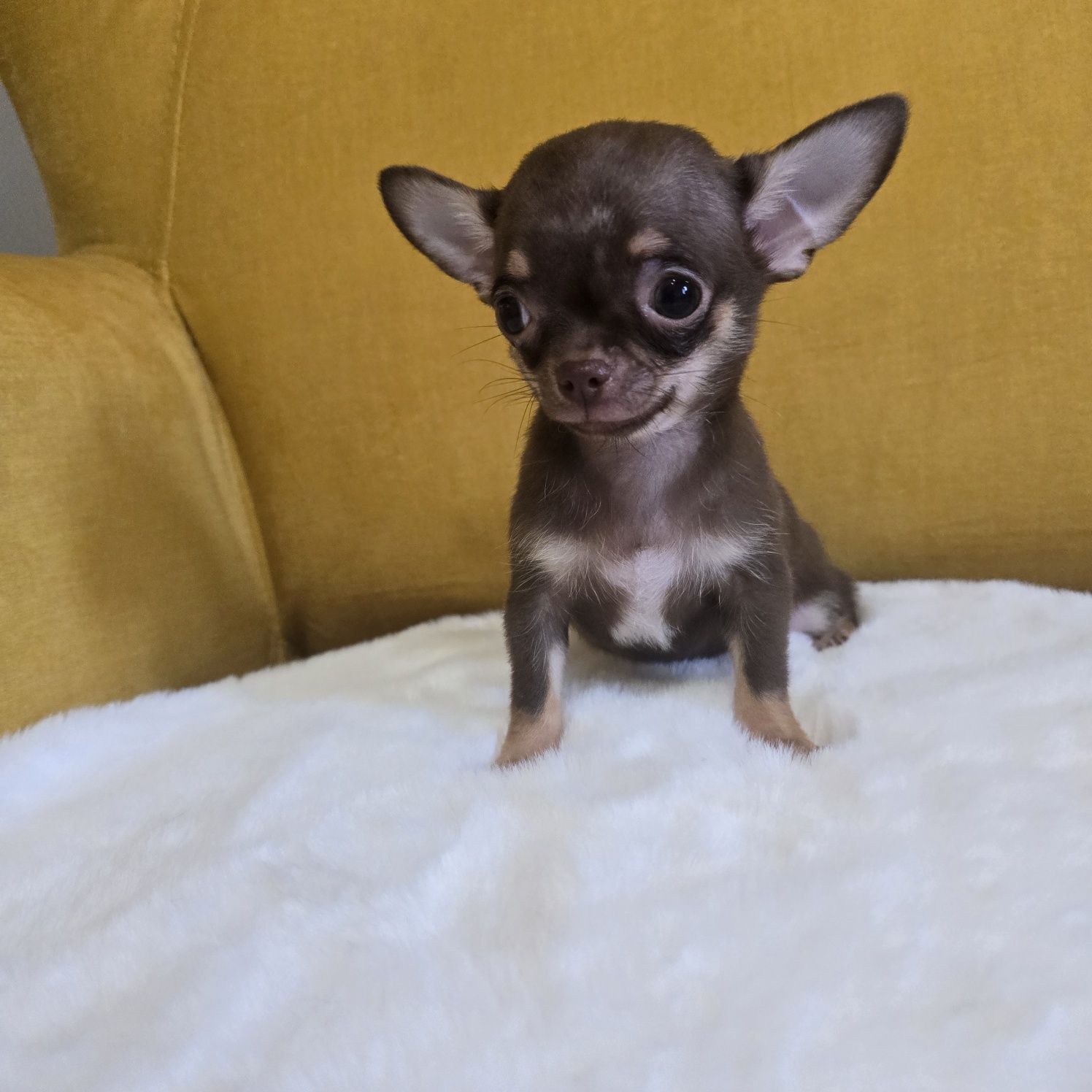 Juz do odbioru * Chihuahua samiec czekoladowy