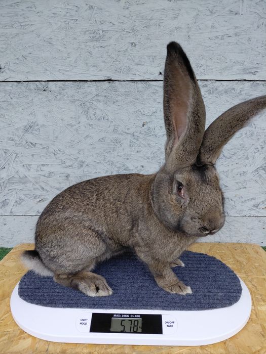 Olbrzym belgijski, króliki, samiec