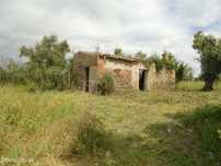Terreno/Olival  de 11.700 m2 , com Casa para recuperar,  Olival tradic