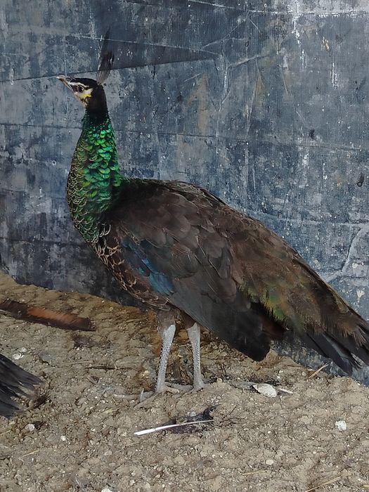 Szmaragdy pawie kura