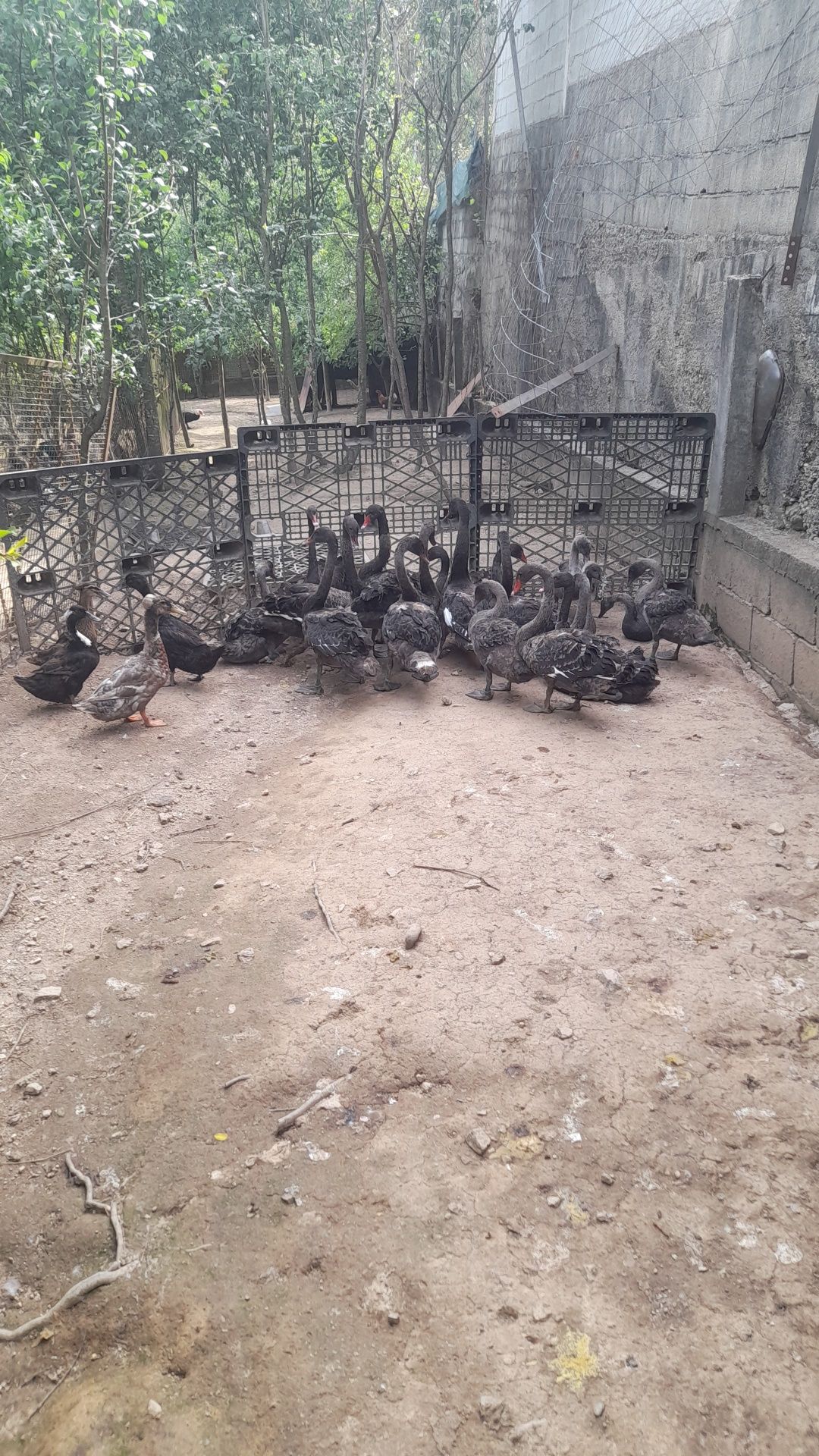 Cisnes de 2024 casais ou em separado