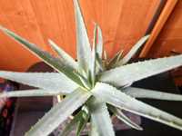 Aloe vera aloes leczniczy roślina doniczkowa