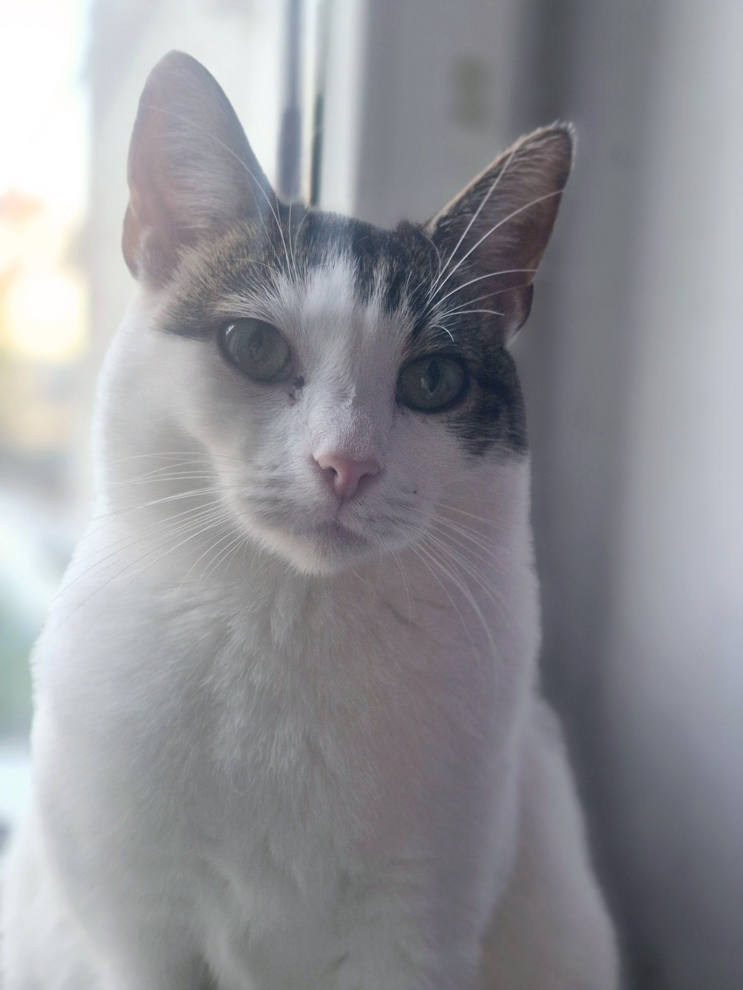 Ubiegłoroczna koteczka Mała Mi do pilnej adopcji .