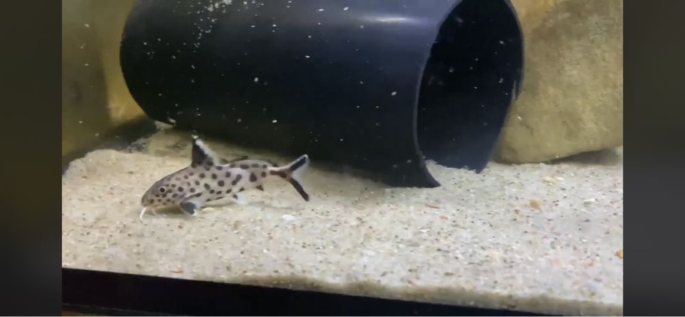 Synodontis multipunctatus sumik tanganika pyszczaki Malawi World